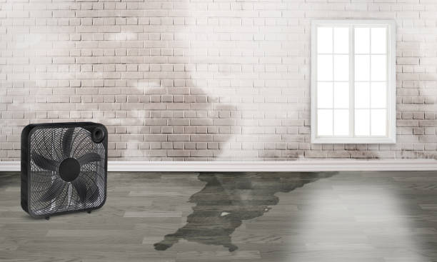 Best Mold removal after water damage  in Hollidaysburg, PA